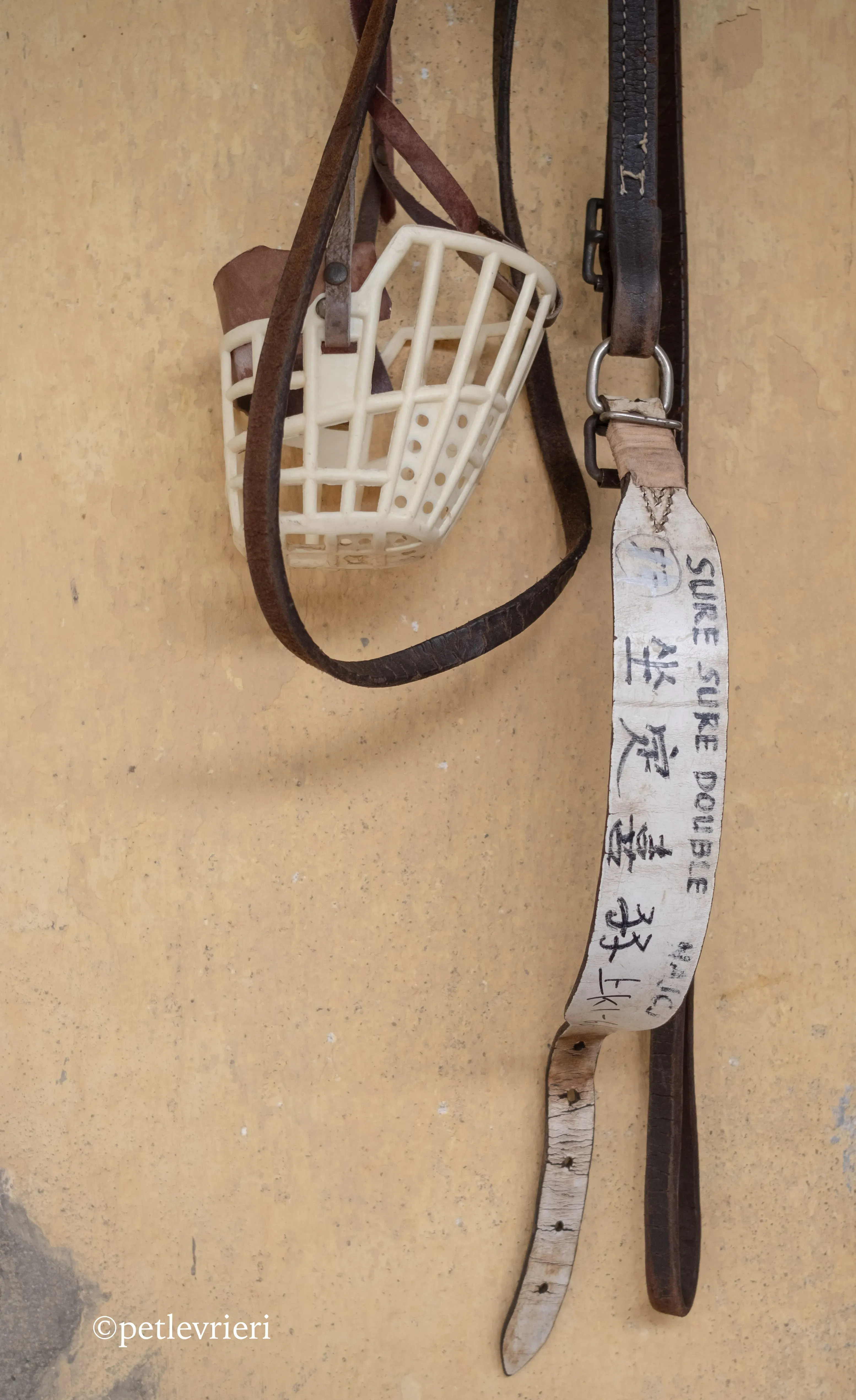 sure sure double adozione greyhound macao 17