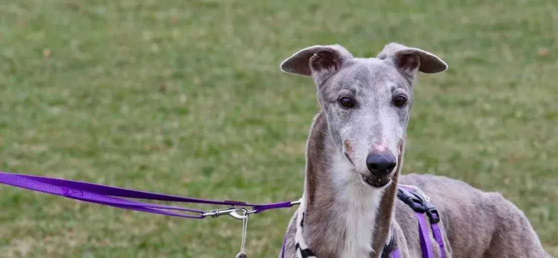 sure sure double adozione greyhound macao 18 e1552252438279