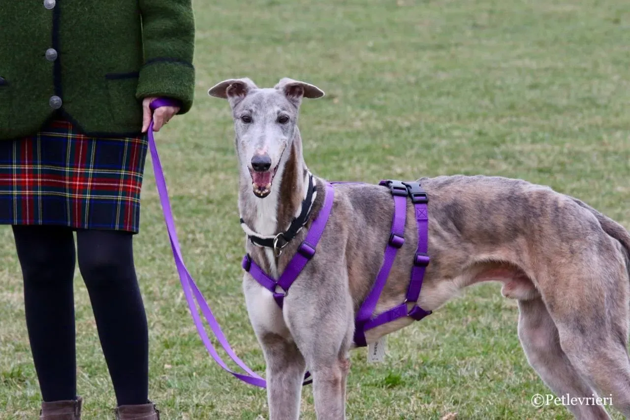 sure sure double adozione greyhound macao 19