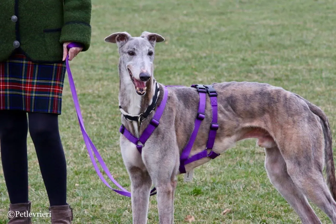 sure sure double adozione greyhound macao 2 1