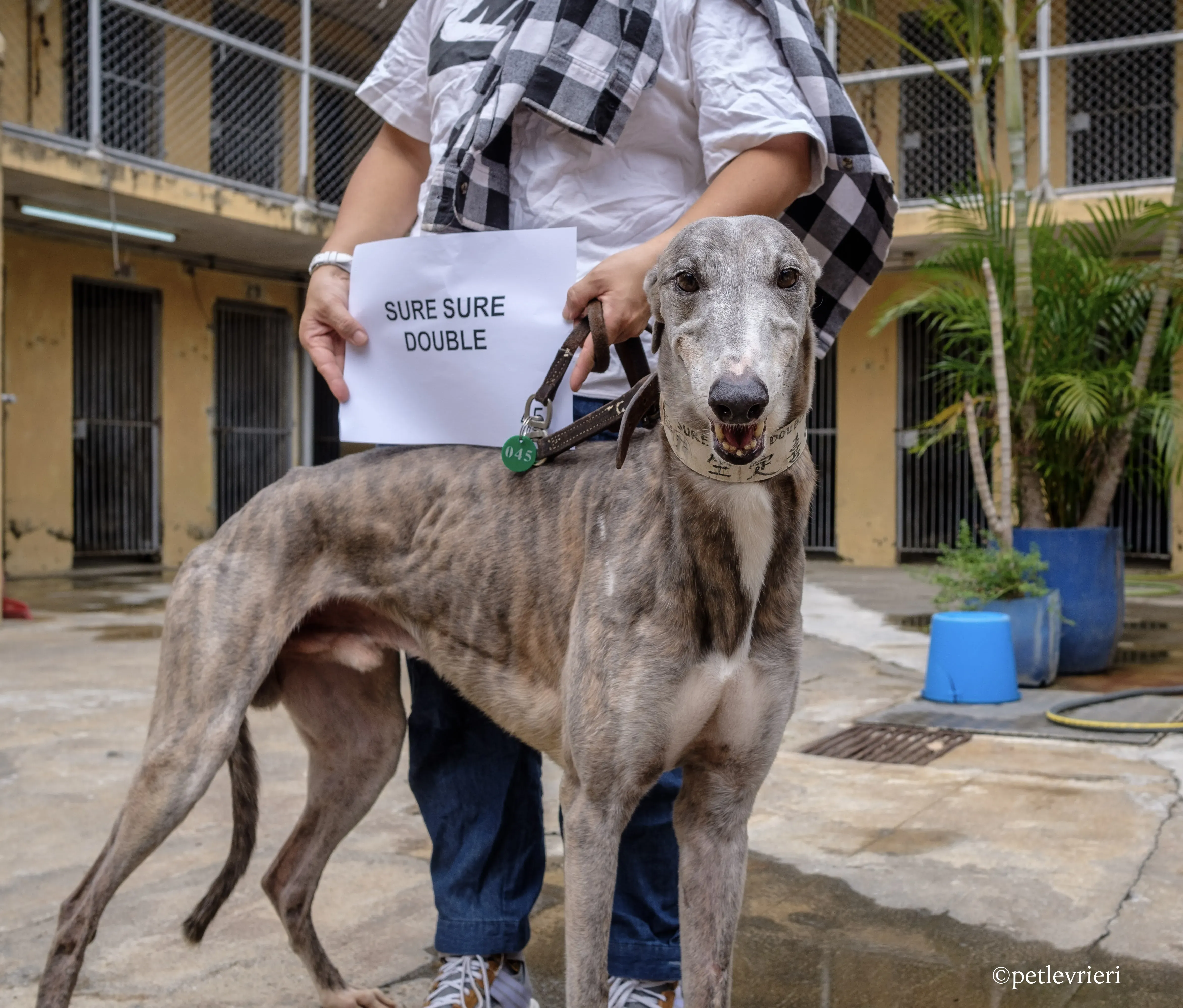 sure sure double adozione greyhound macao 2