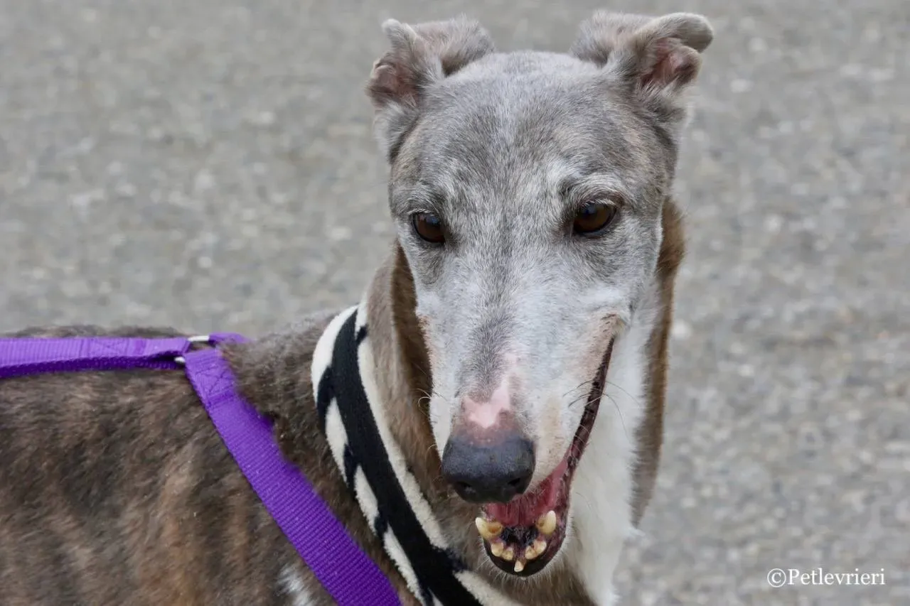 sure sure double adozione greyhound macao 21