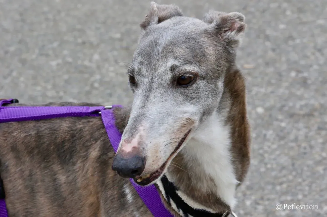 sure sure double adozione greyhound macao 22