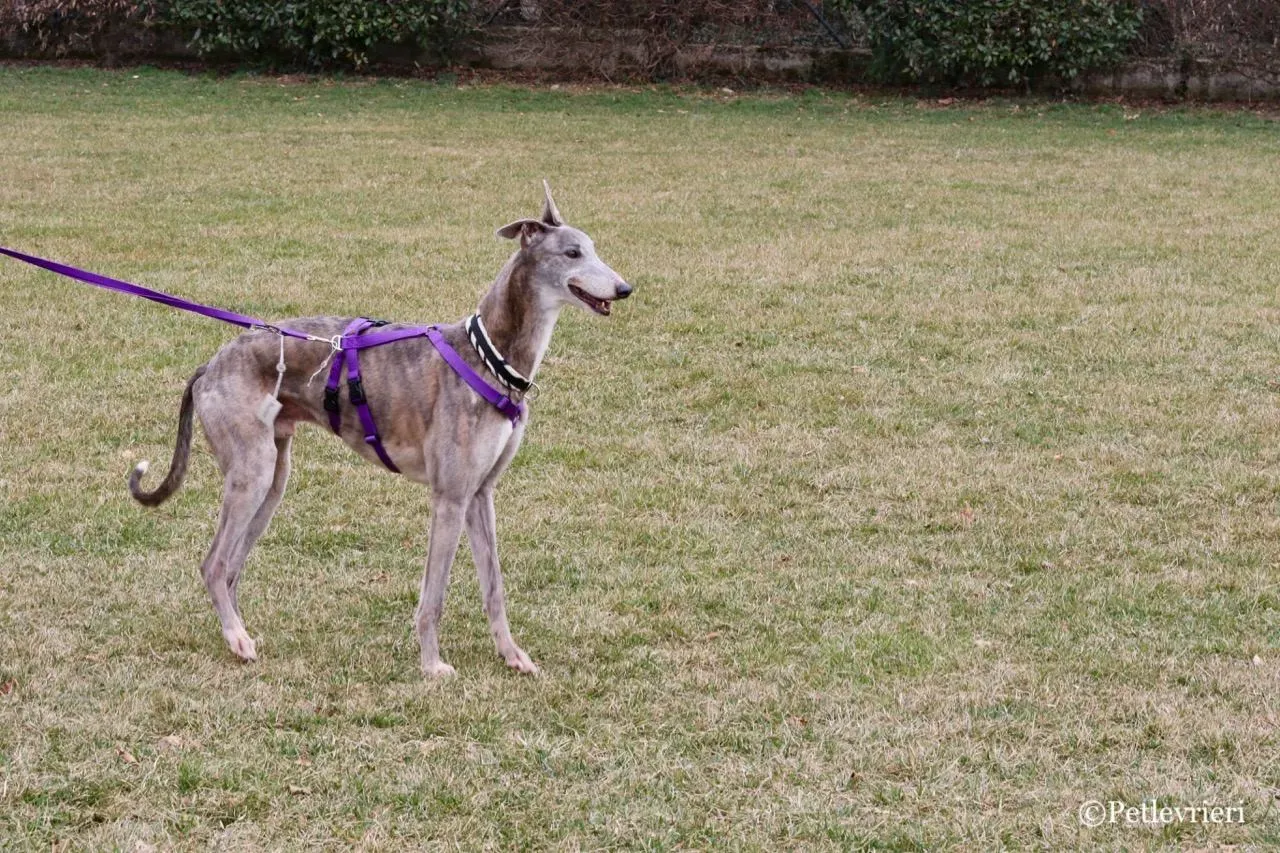 sure sure double adozione greyhound macao 23