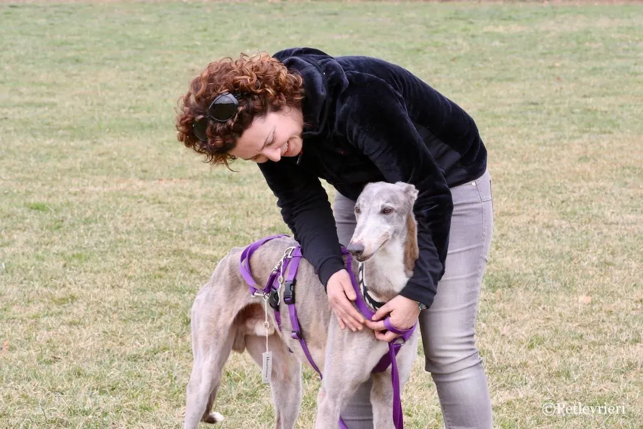 sure sure double adozione greyhound macao 24