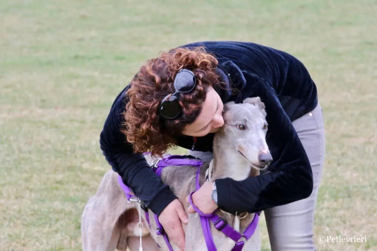 sure sure double adozione greyhound macao 25