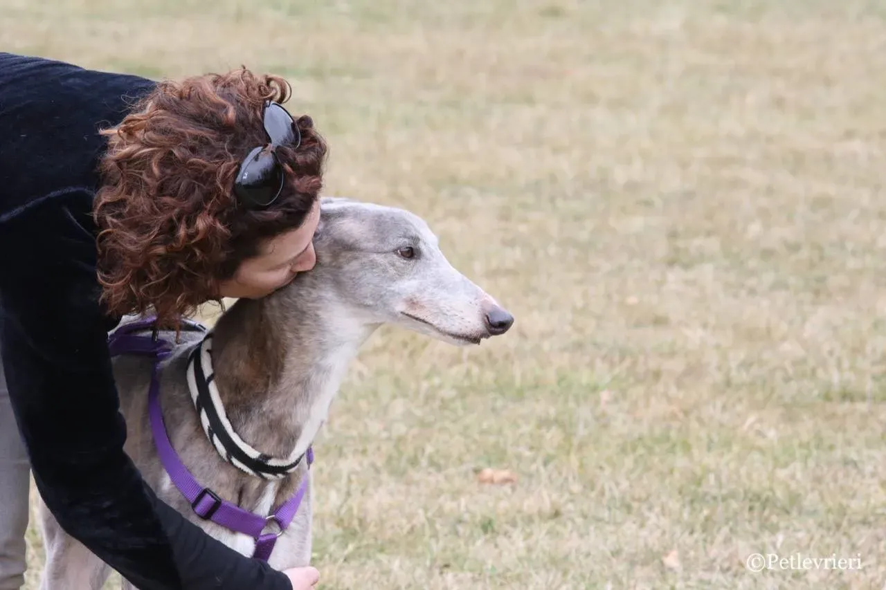 sure sure double adozione greyhound macao 26