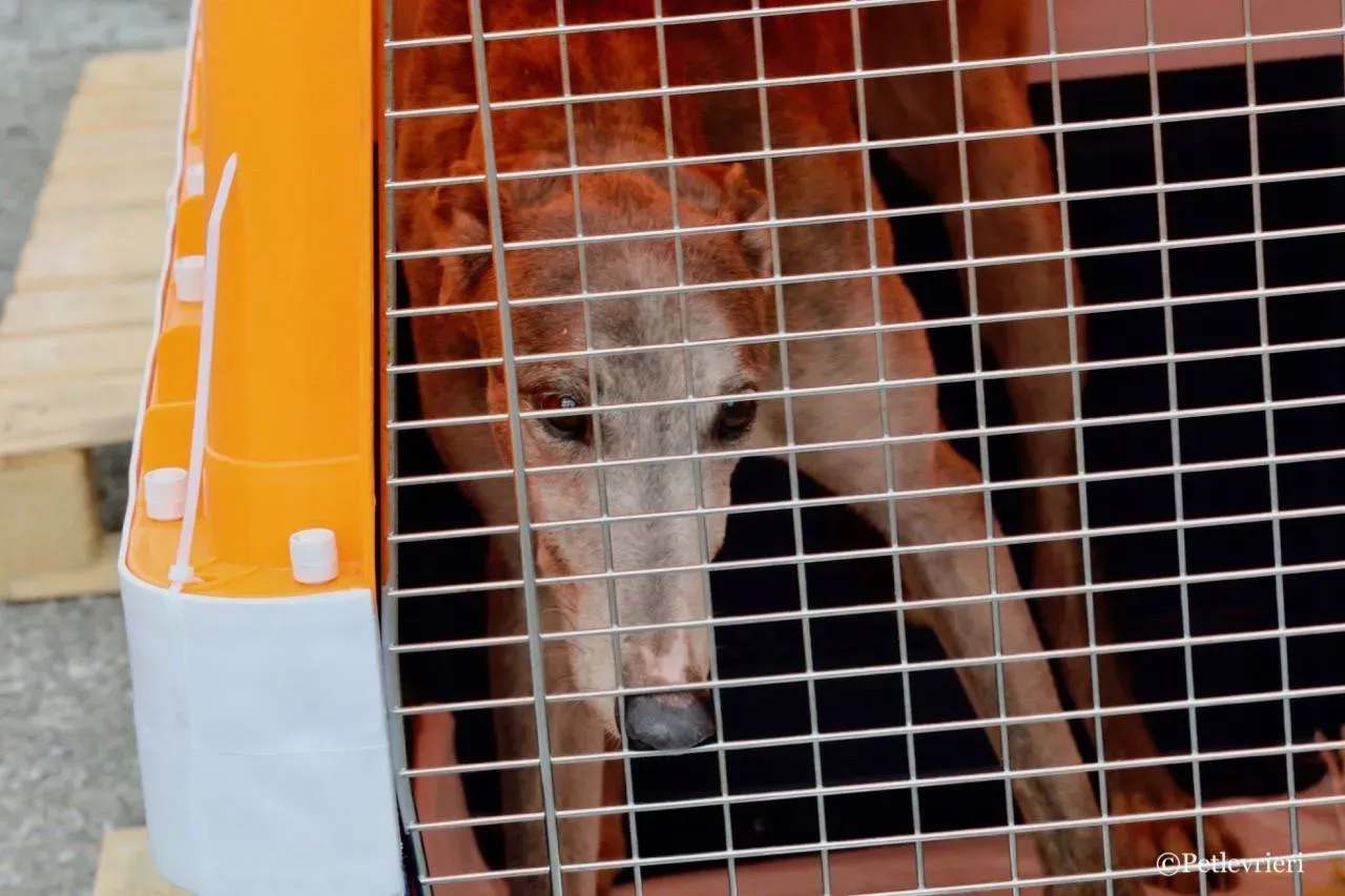 sure sure double adozione greyhound macao 3 1