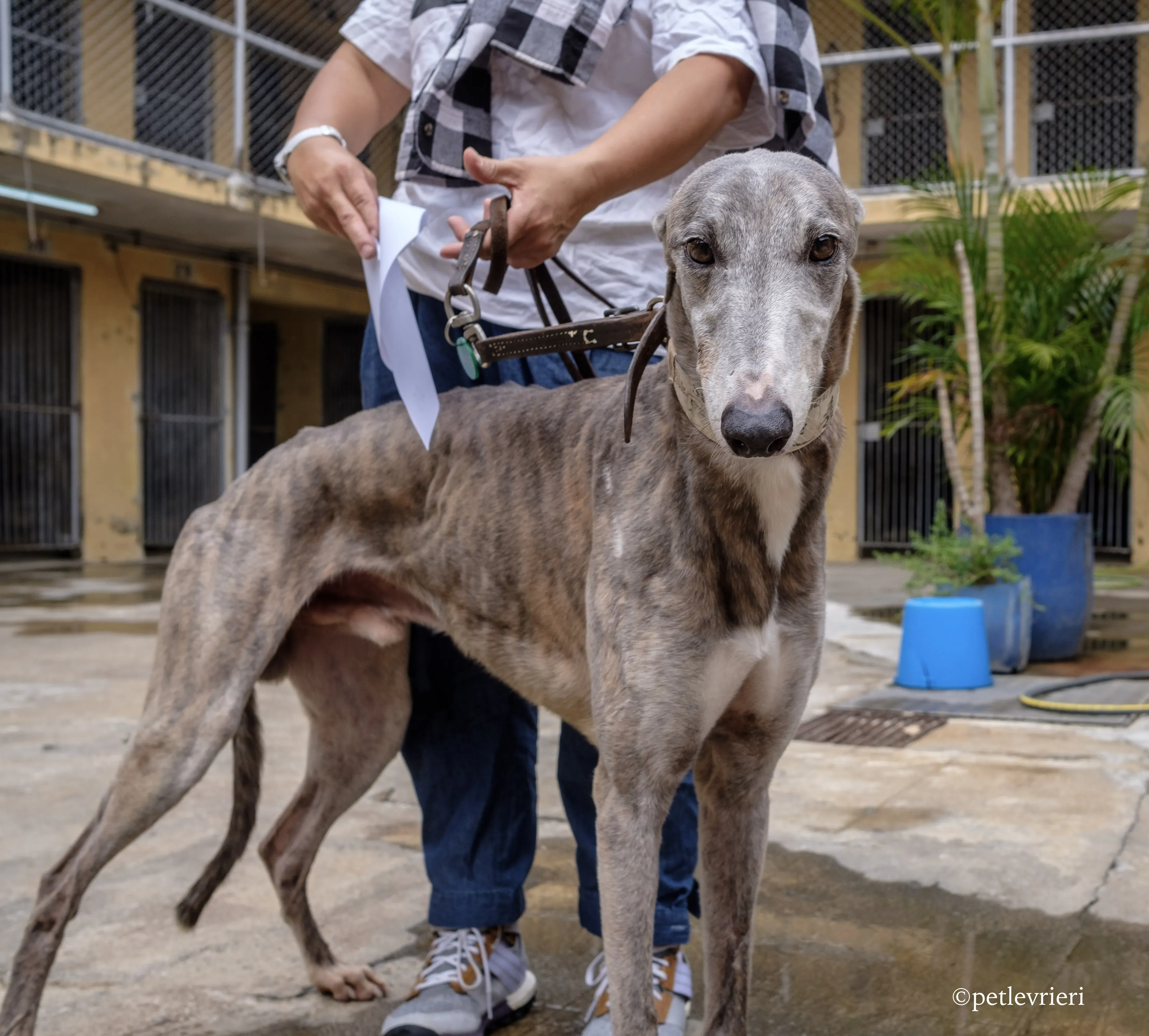 sure sure double adozione greyhound macao 3
