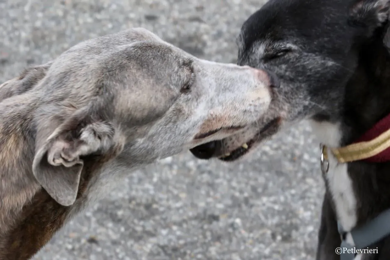 sure sure double adozione greyhound macao 4 1