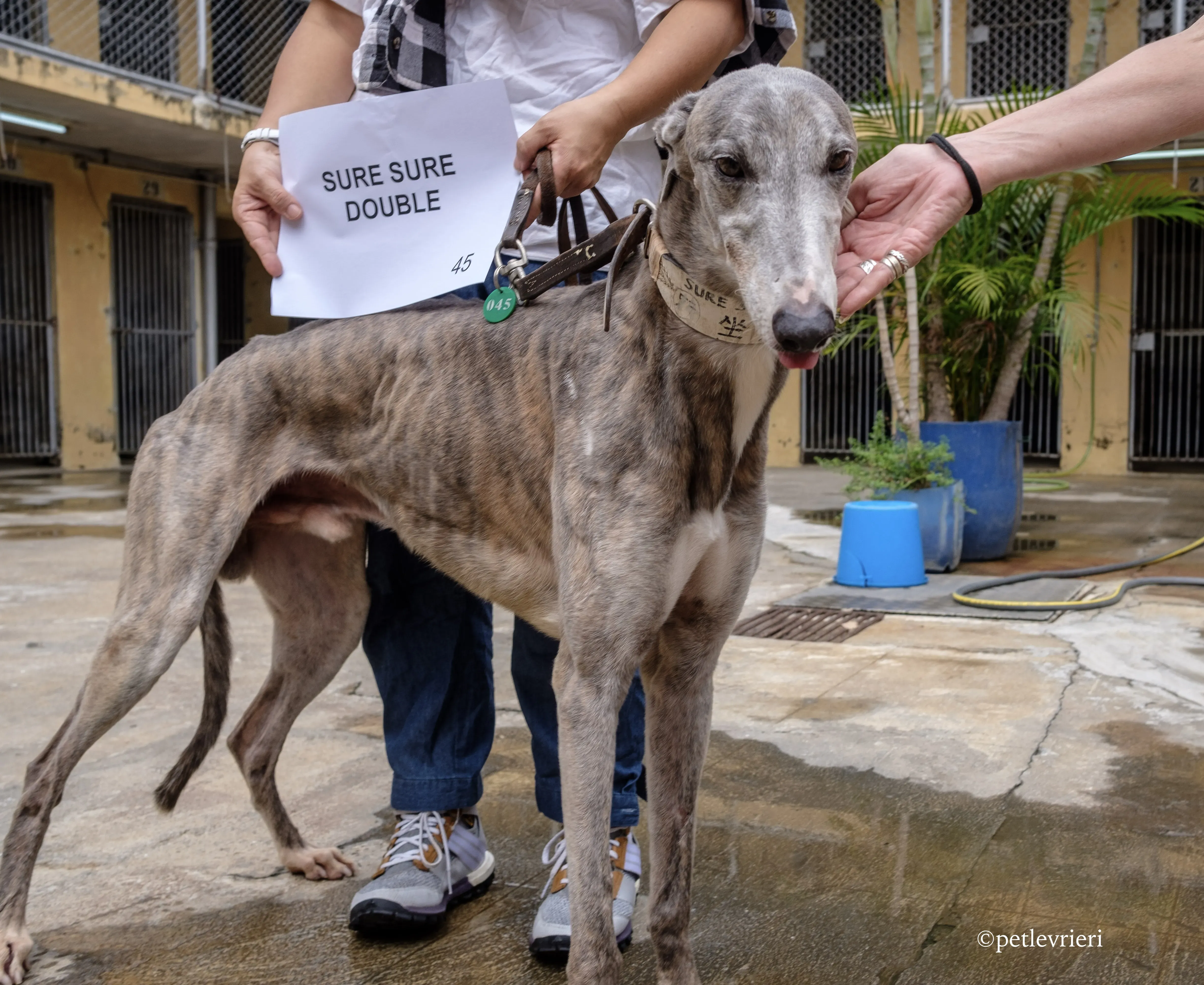 sure sure double adozione greyhound macao 4