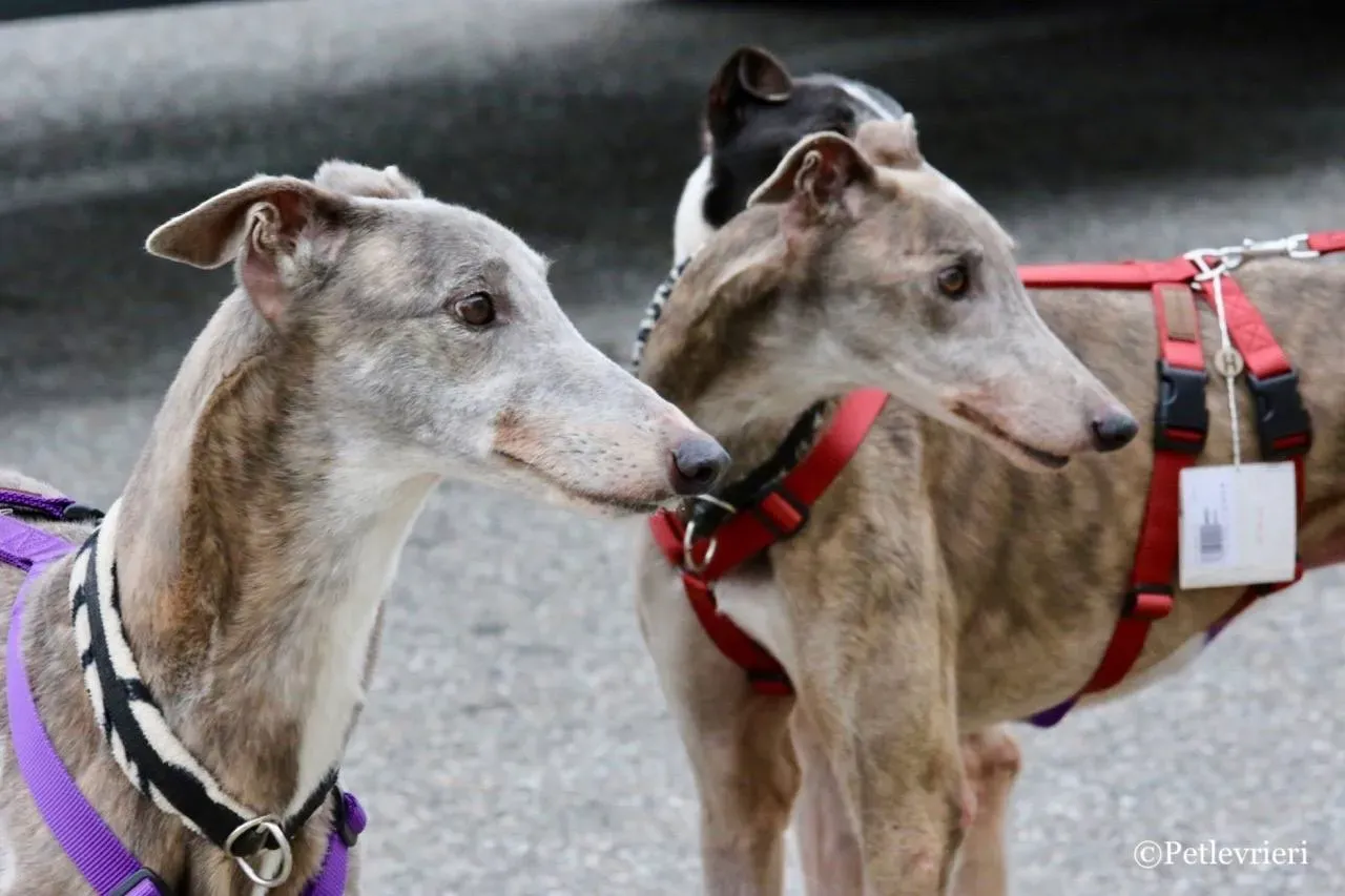 sure sure double adozione greyhound macao 5 1