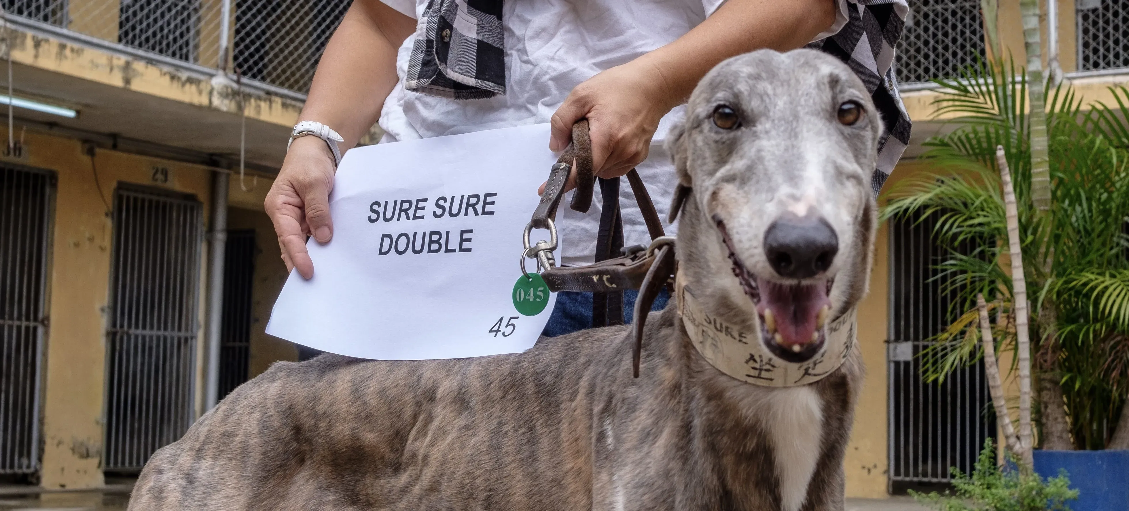 sure sure double adozione greyhound macao 5 e1544272188576
