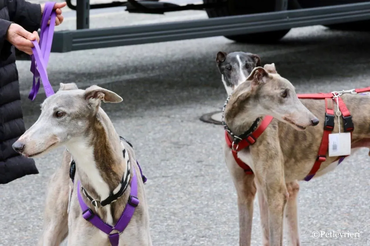 sure sure double adozione greyhound macao 6 1