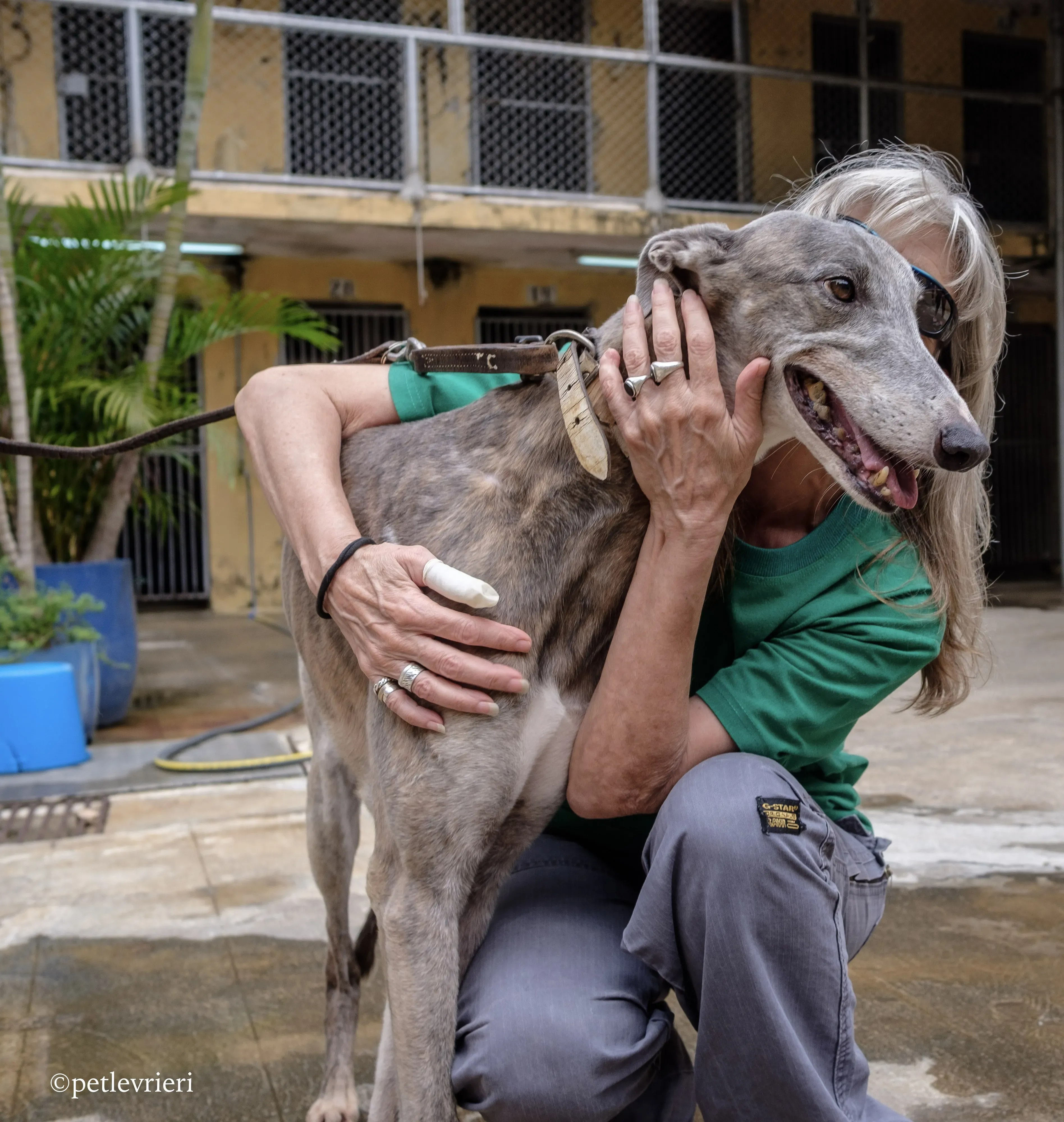 sure sure double adozione greyhound macao 6