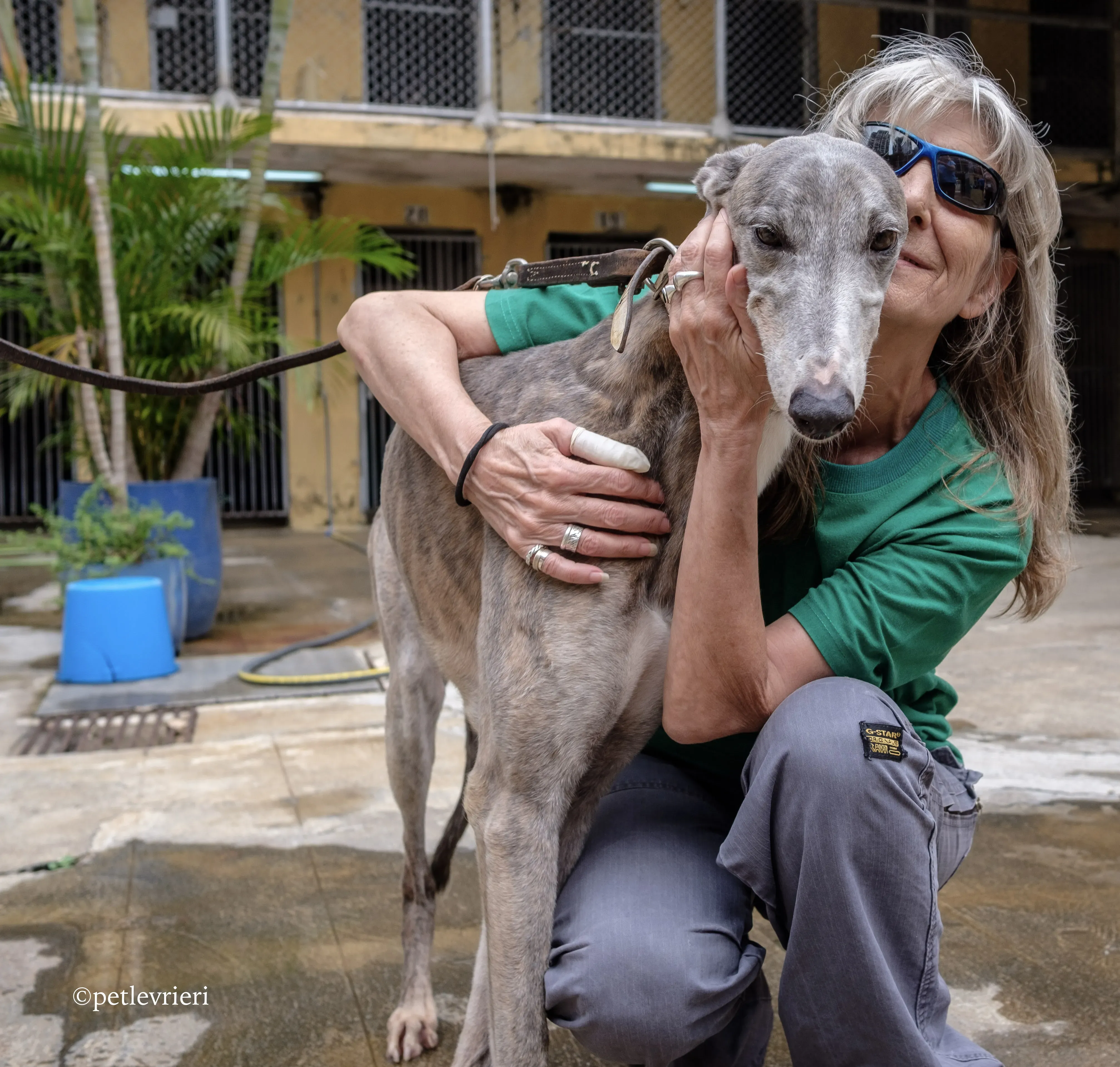 sure sure double adozione greyhound macao 7