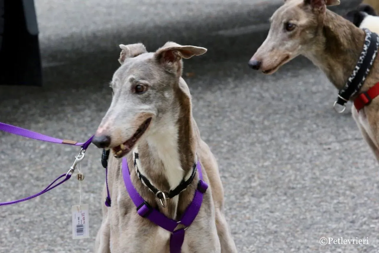 sure sure double adozione greyhound macao 8 1