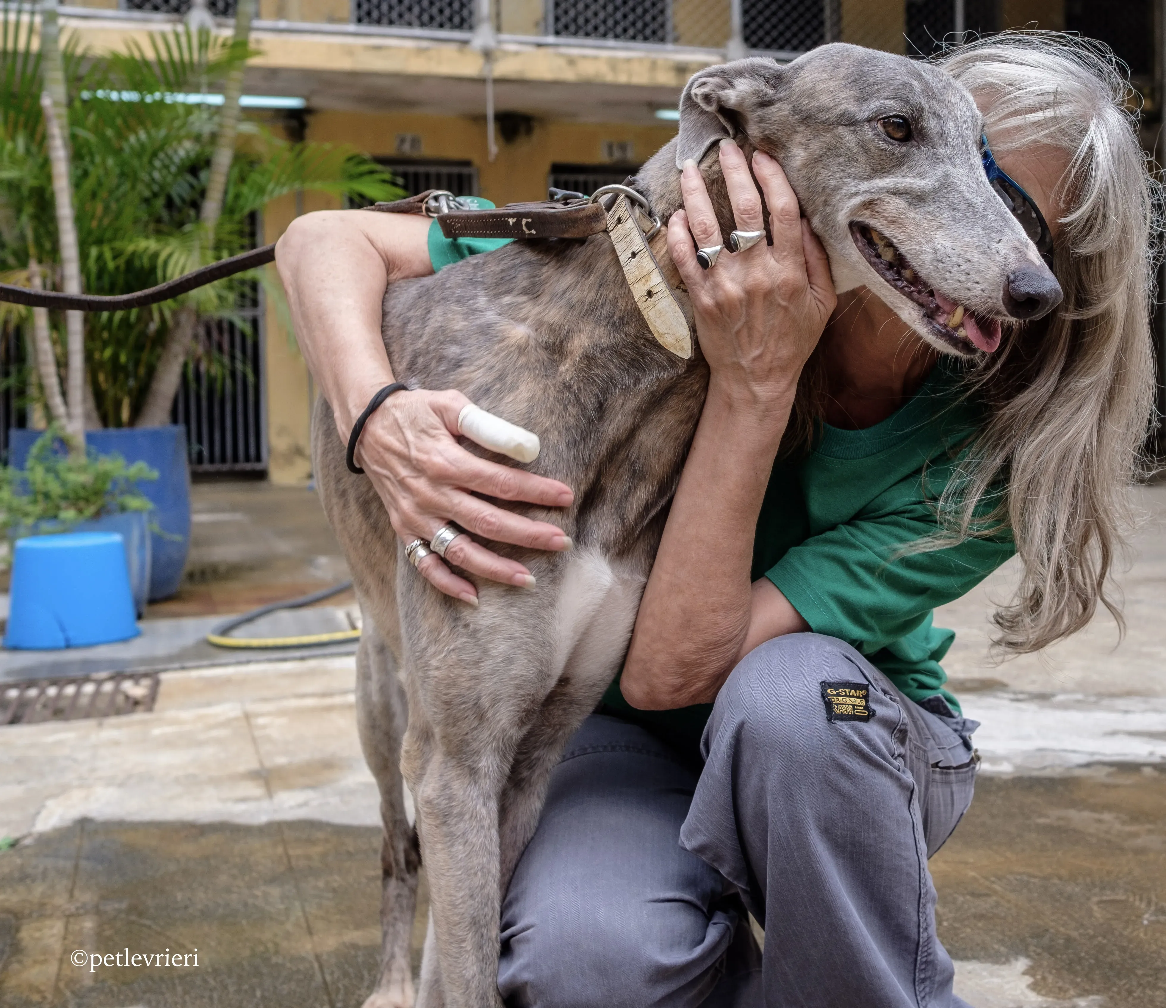 sure sure double adozione greyhound macao 8