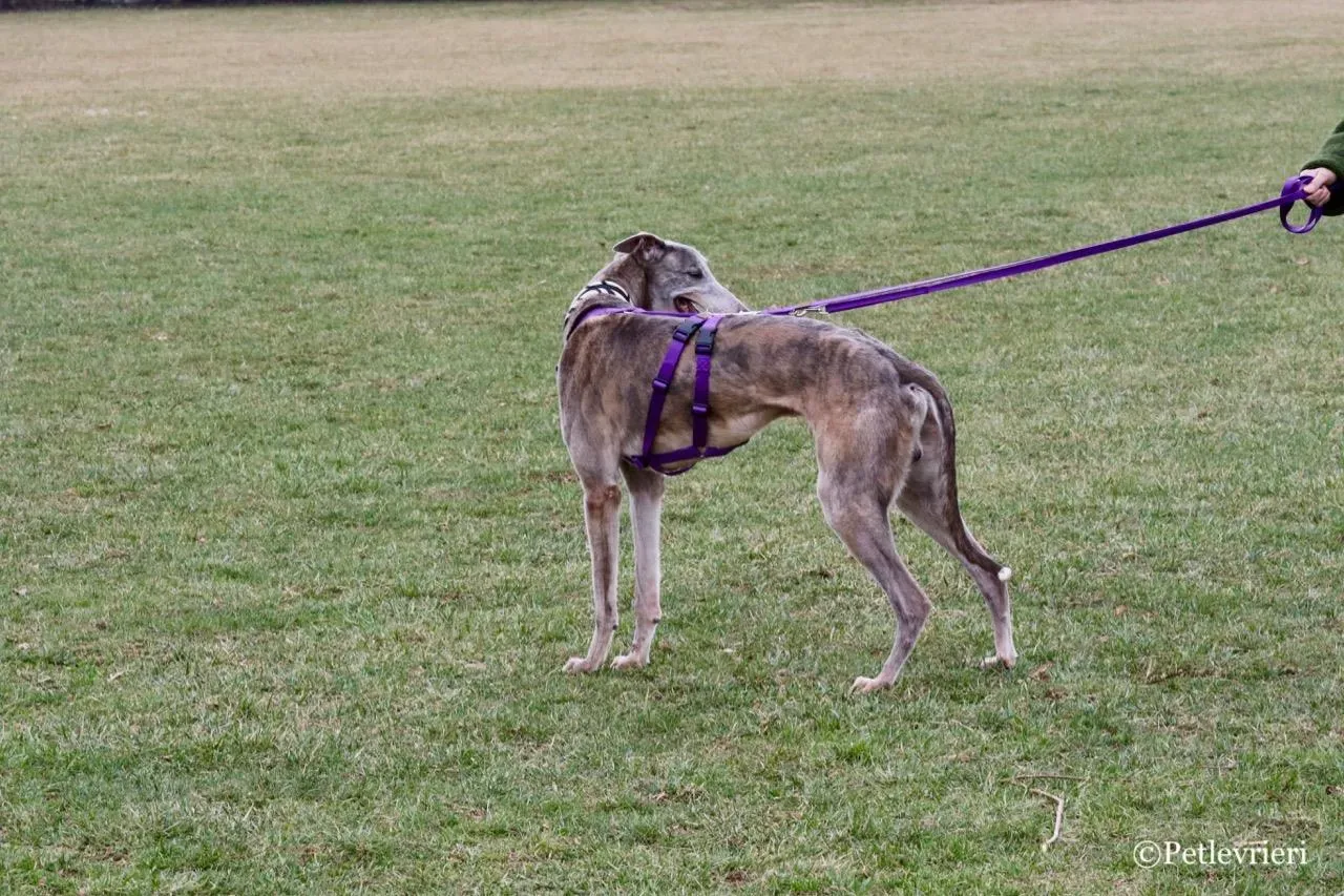 sure sure double adozione greyhound macao 9 1