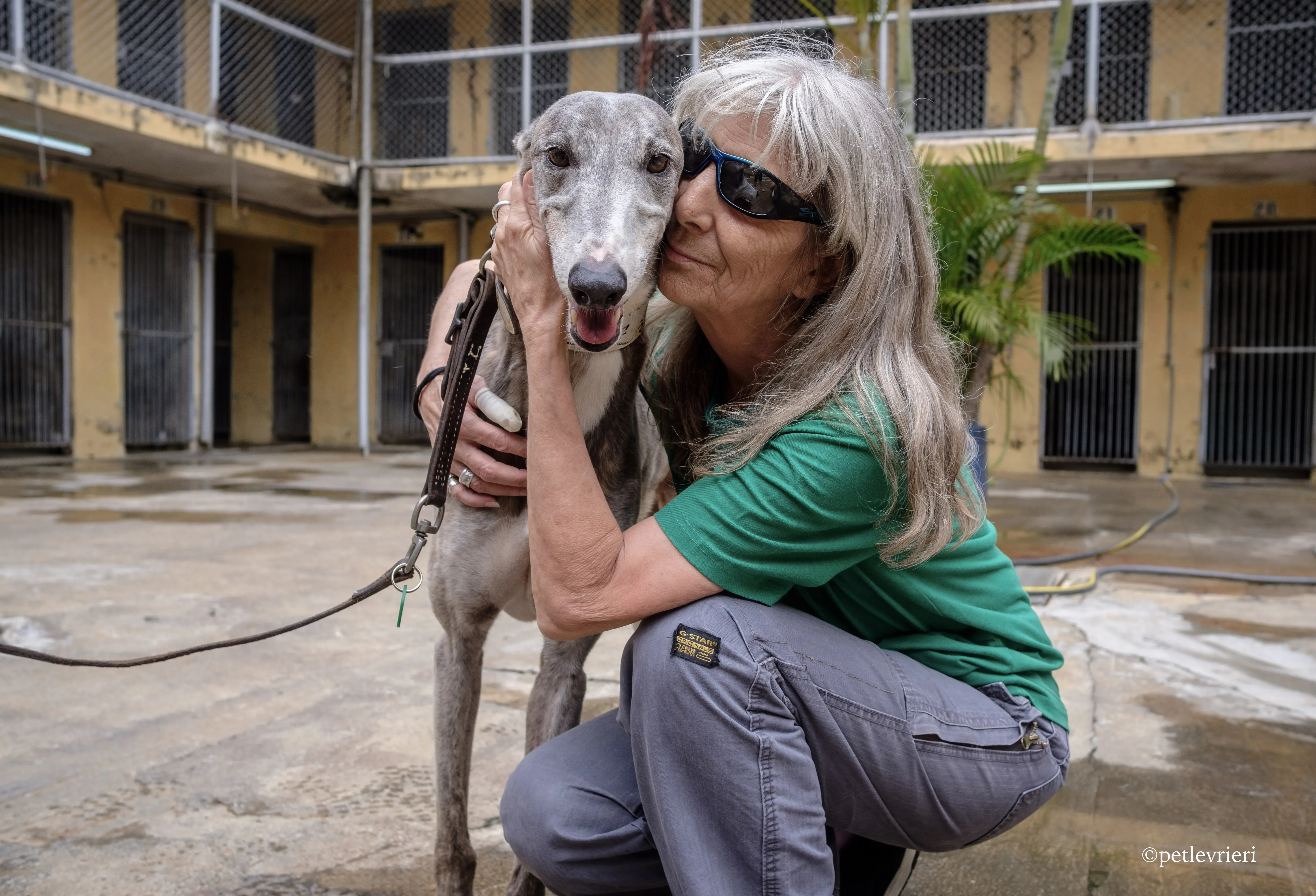 sure sure double adozione greyhound macao 9