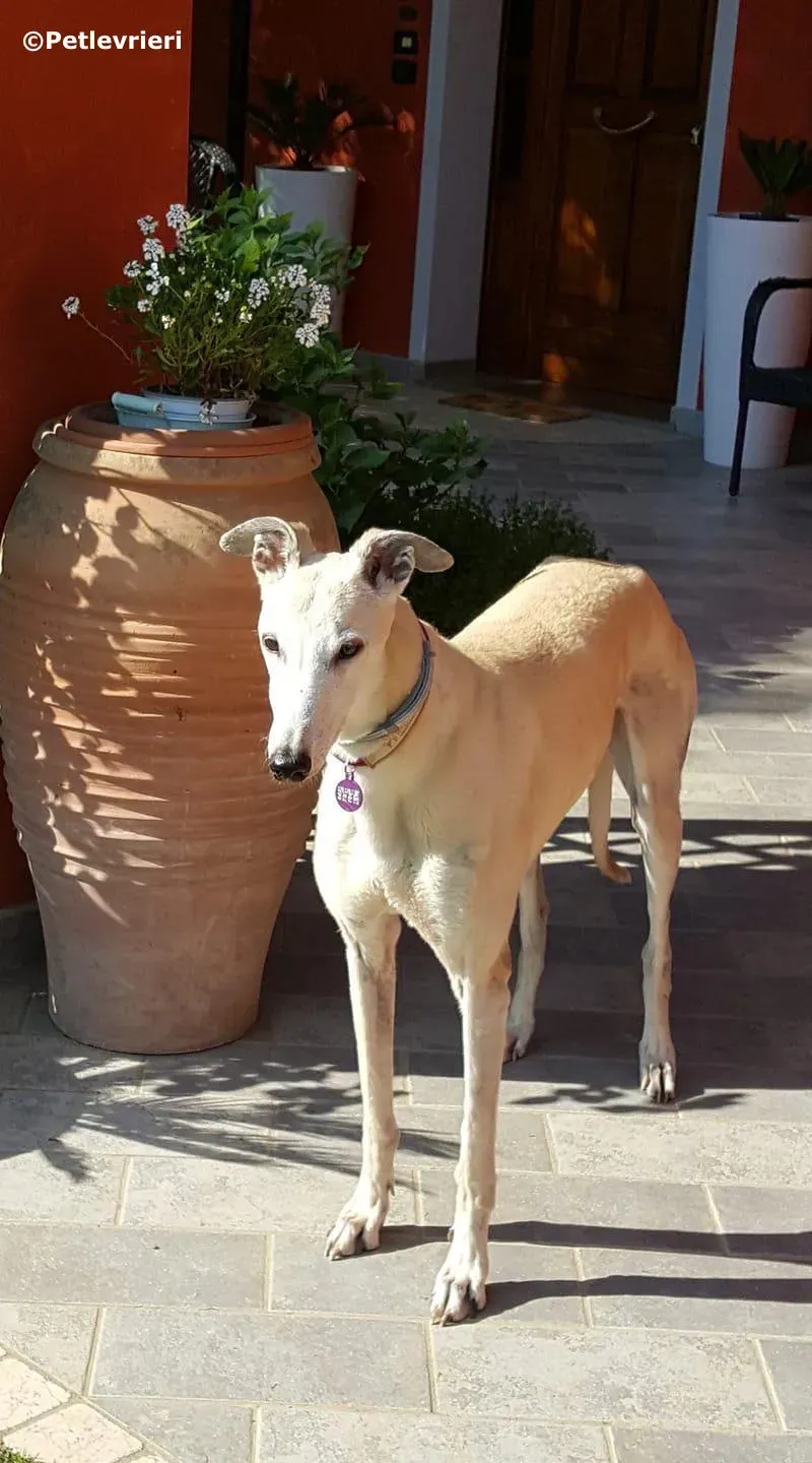 sure sure sweet adozione greyhound macao 1