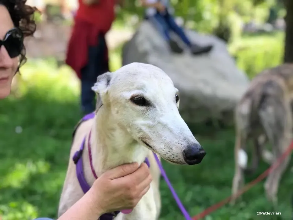 sure sure sweet adozione greyhound macau 1