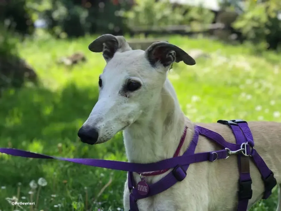 sure sure sweet adozione greyhound macau 2