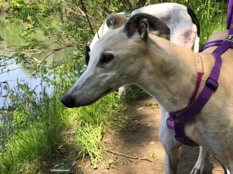 sure sure sweet adozione greyhound macau 3