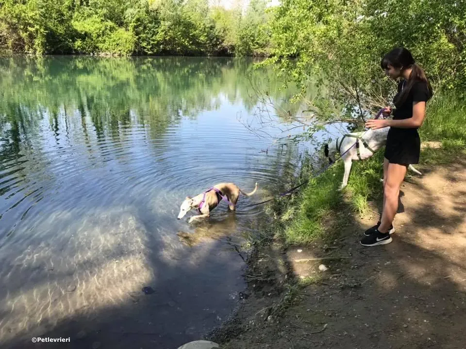 sure sure sweet adozione greyhound macau 4