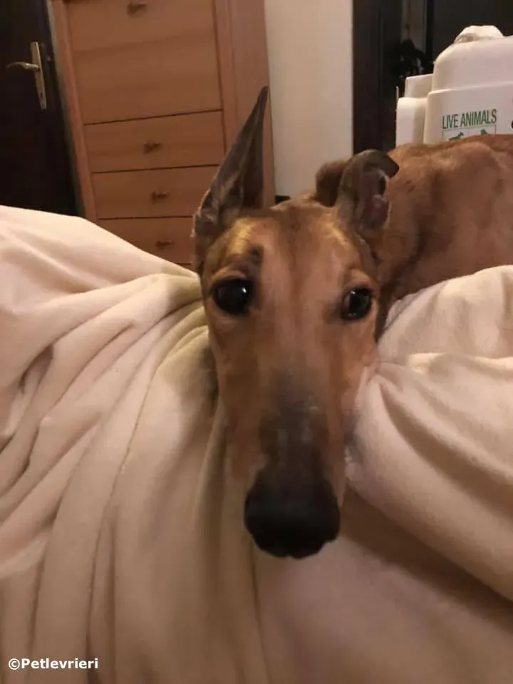 sure take first adozione greyhound macao 1