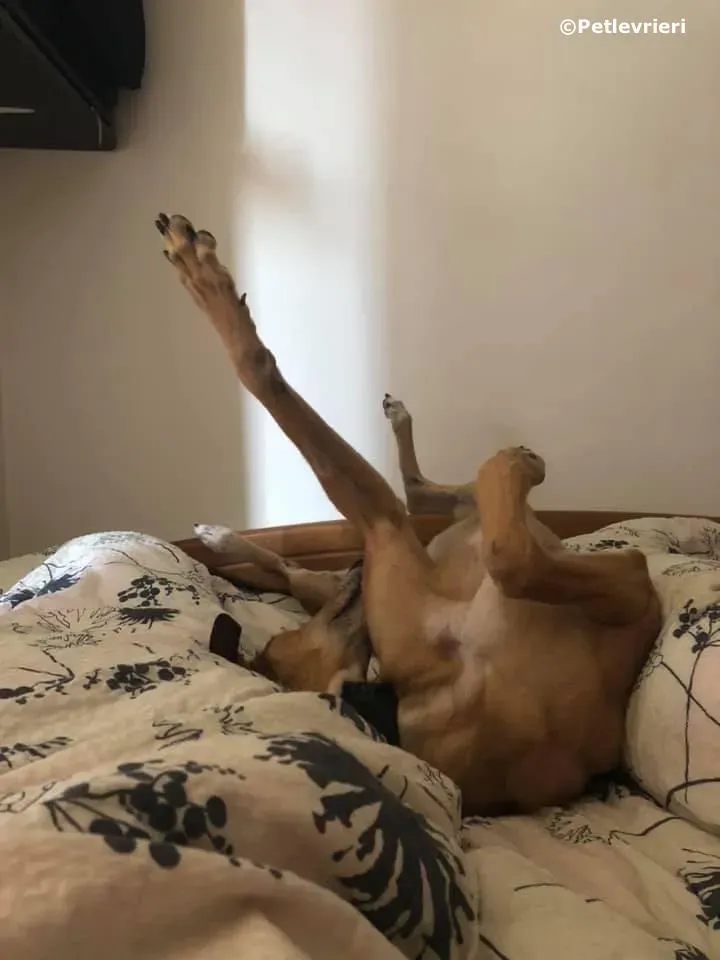 sure take first adozione greyhound macao 2