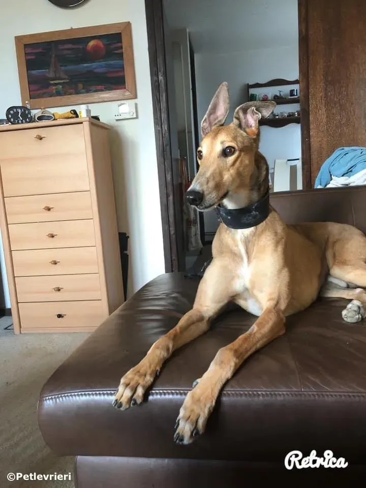 sure take first adozione greyhound macao 3