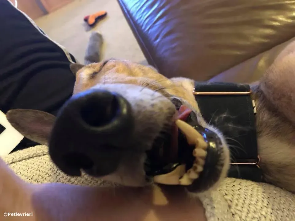 sure take first adozione greyhound macao 4