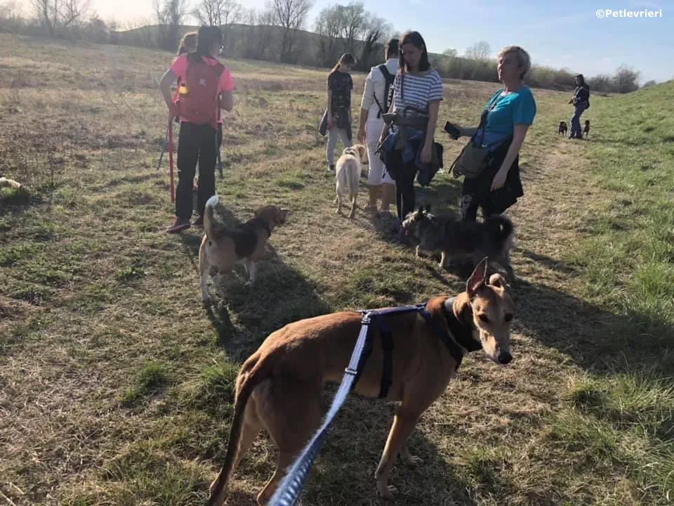 sure take first adozione greyhound macao 5