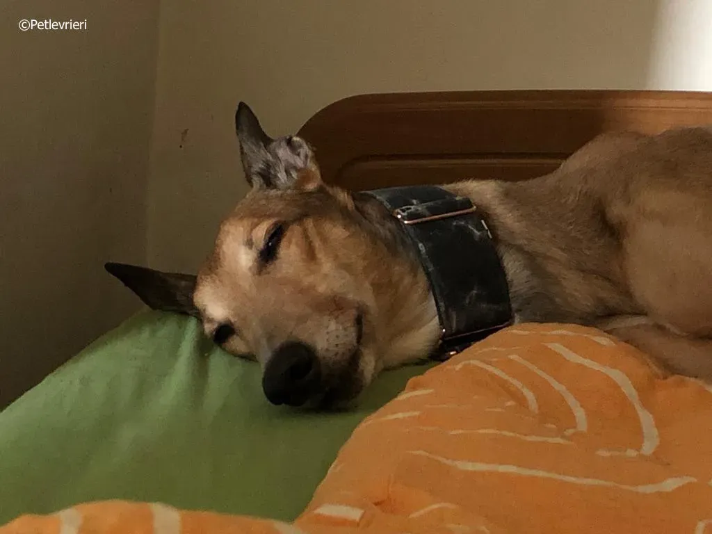 sure take first greyhound macao 1