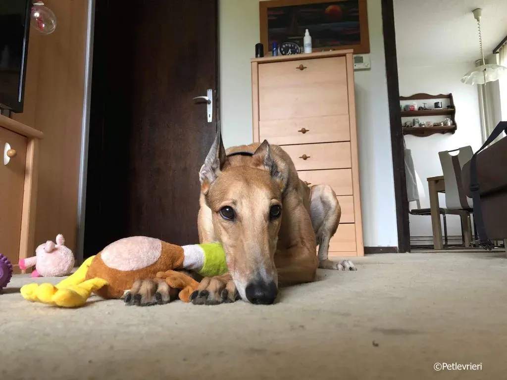 sure take first greyhound macao 2