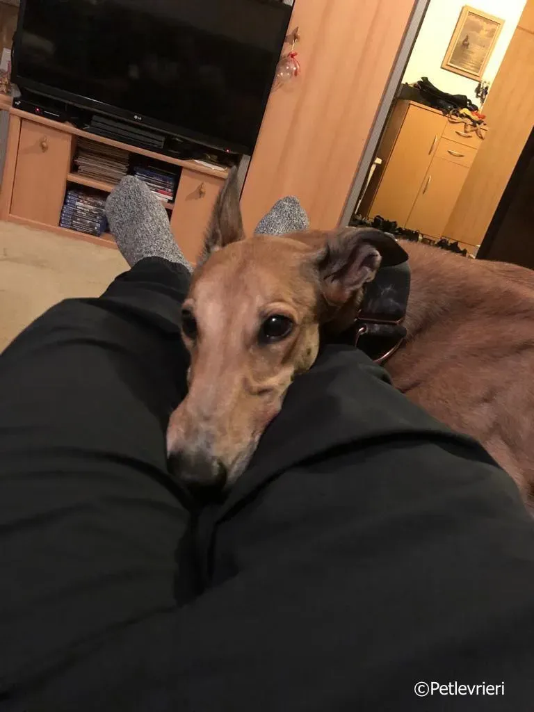 sure take first greyhound macao 3