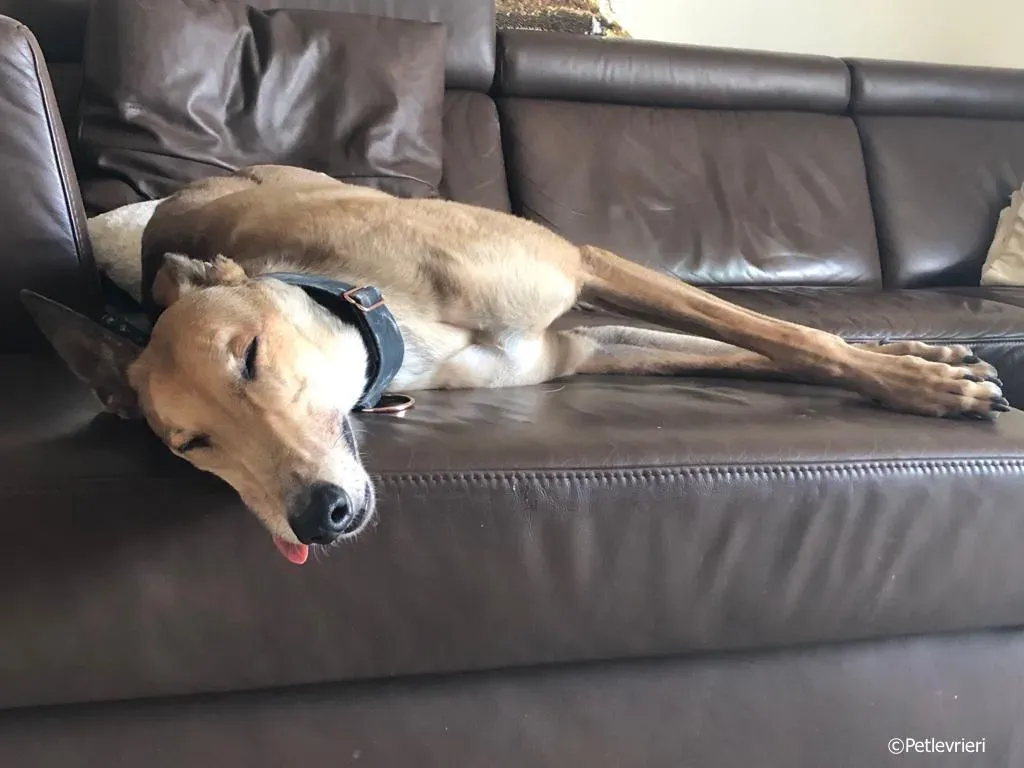 sure take first greyhound macao 5