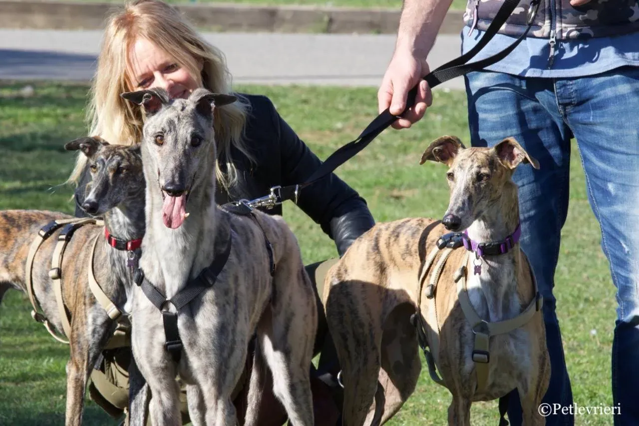 surf comet adozione greyhound macao 1 1