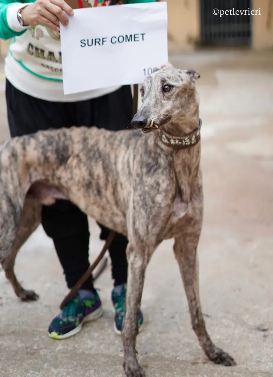 surf comet adozione greyhound macao 1