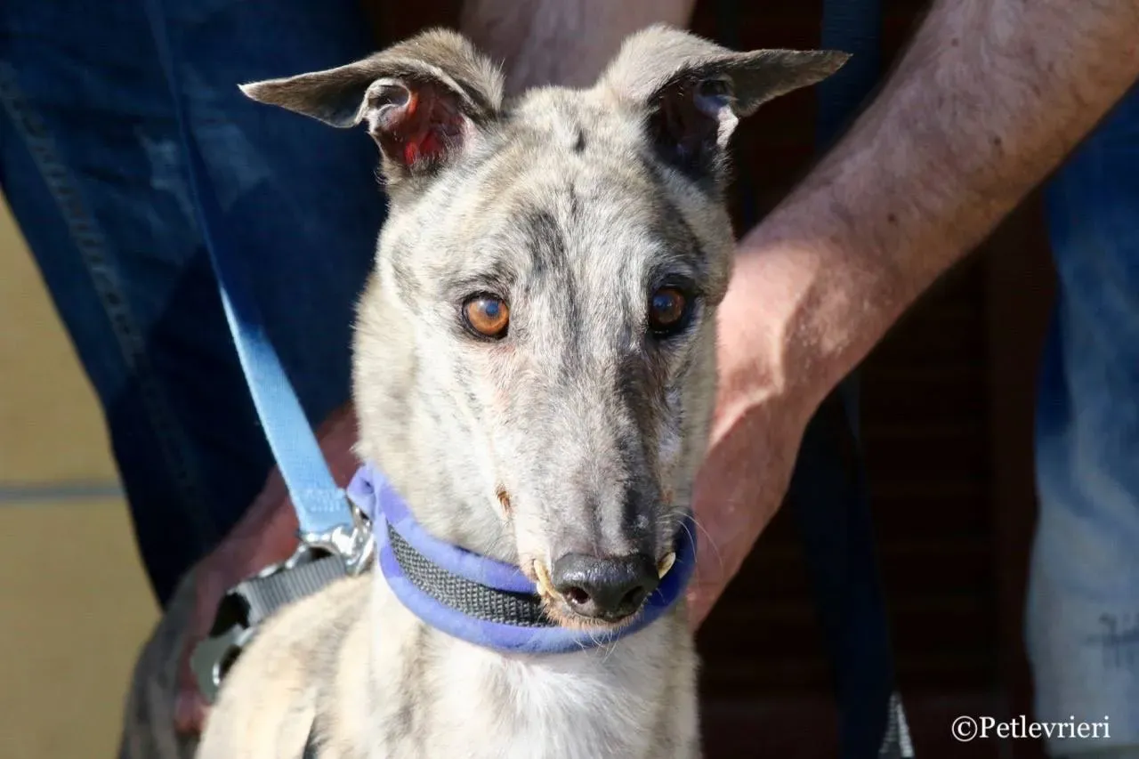 surf comet adozione greyhound macao 10