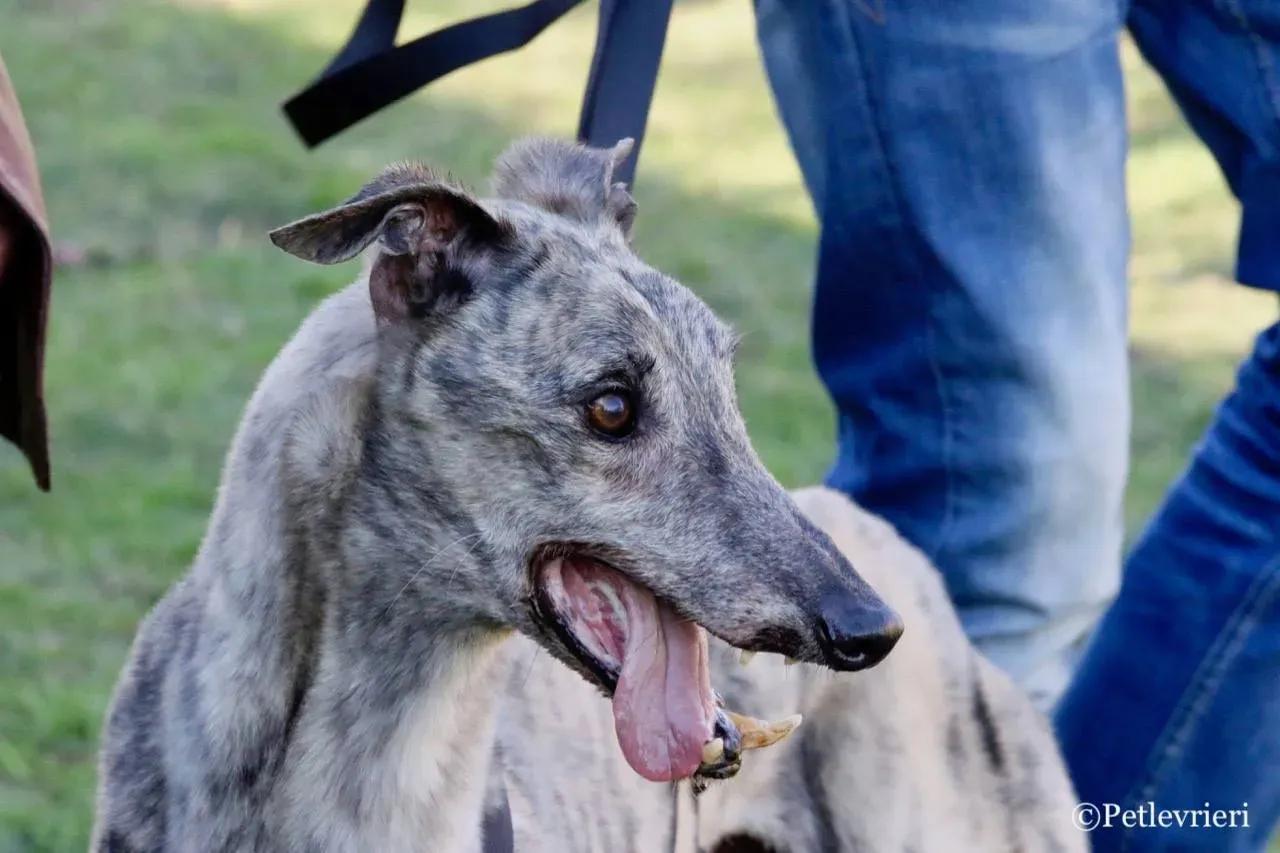 surf comet adozione greyhound macao 11