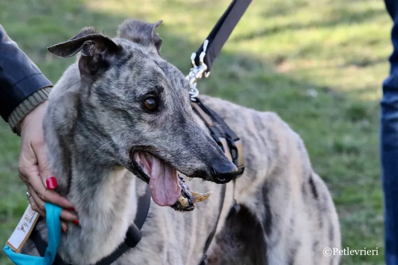 surf comet adozione greyhound macao 12