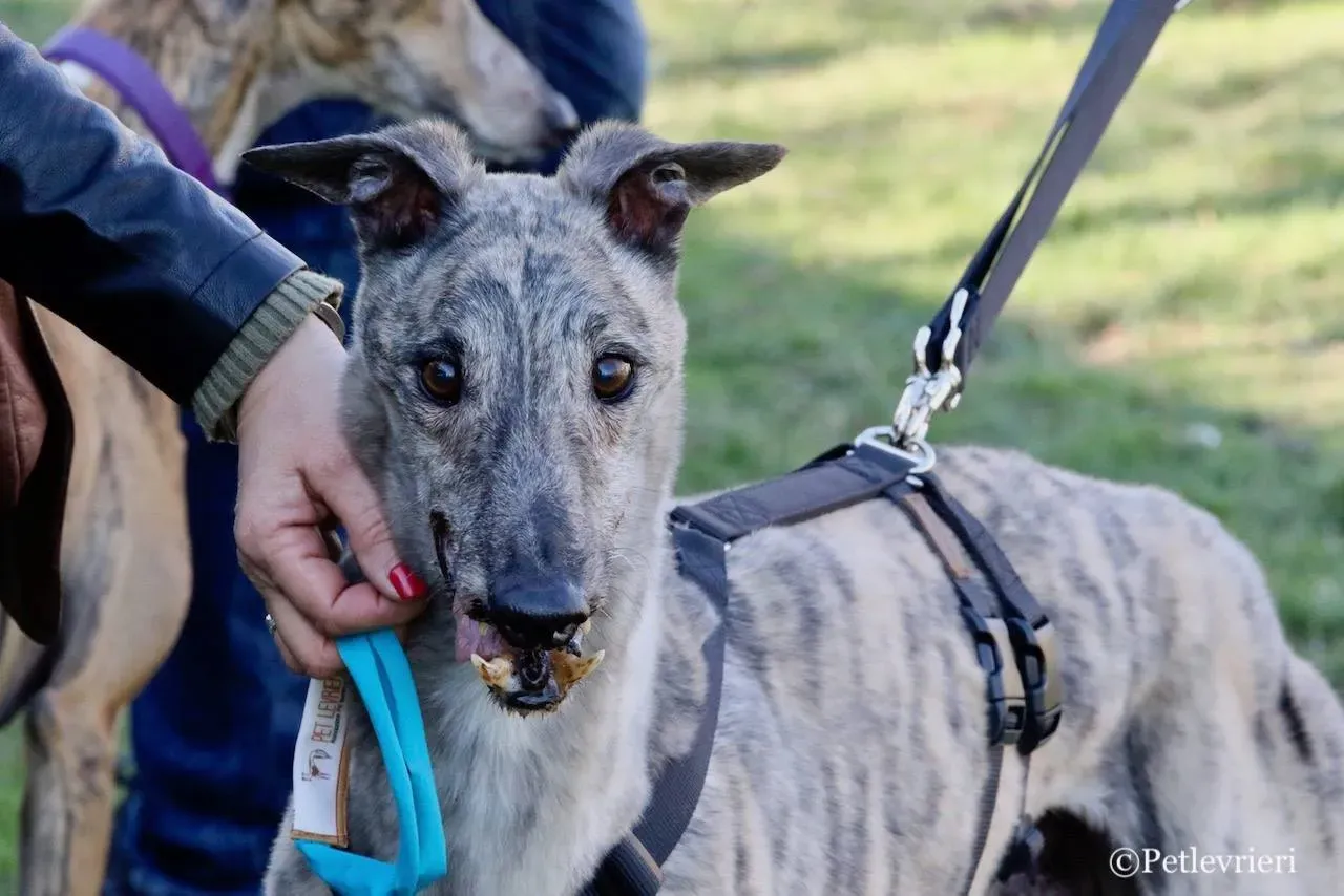 surf comet adozione greyhound macao 13