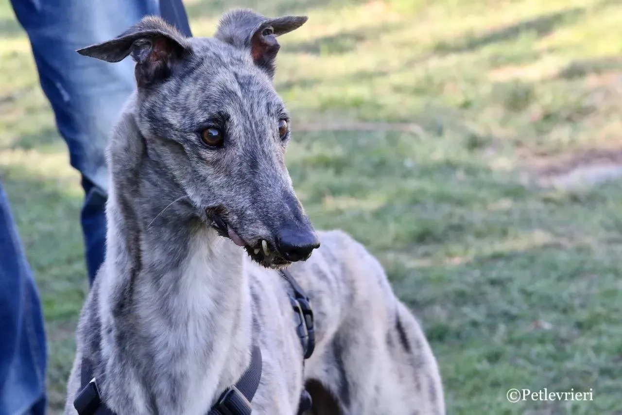 surf comet adozione greyhound macao 14