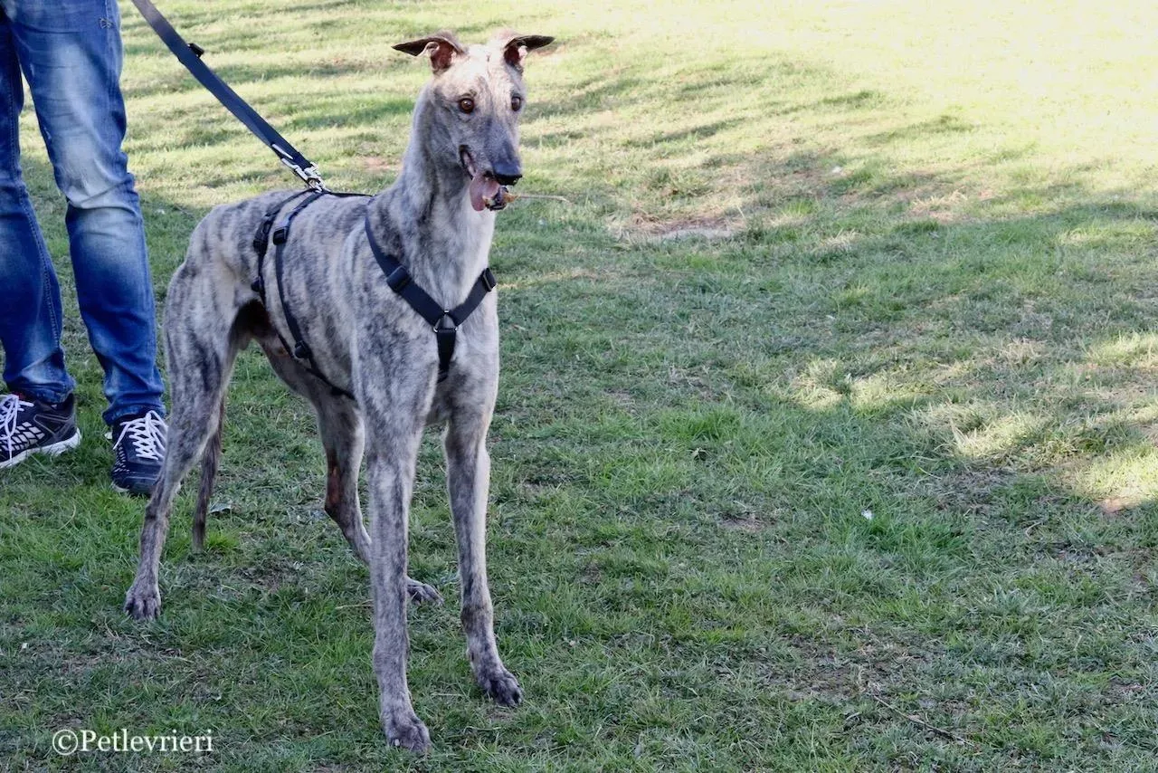 surf comet adozione greyhound macao 15