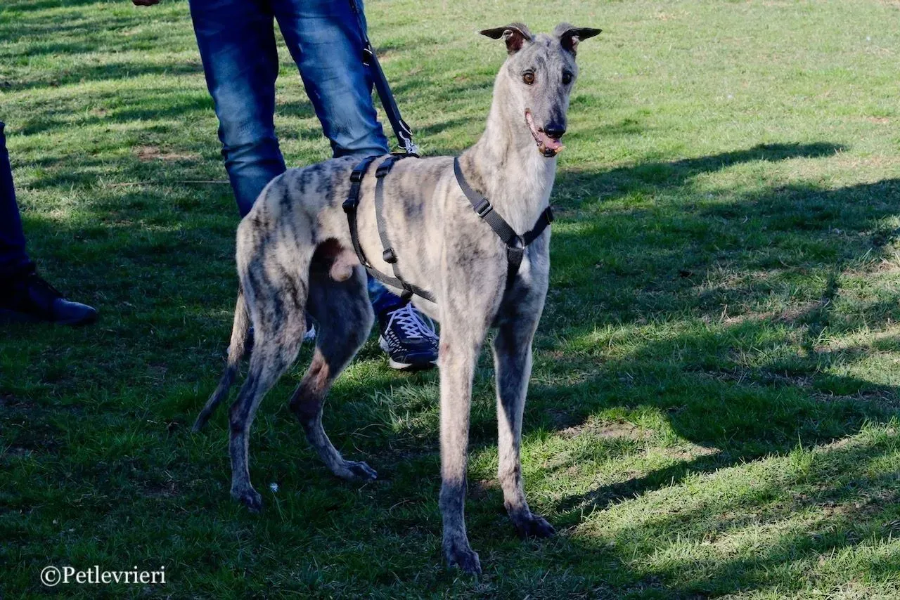 surf comet adozione greyhound macao 16