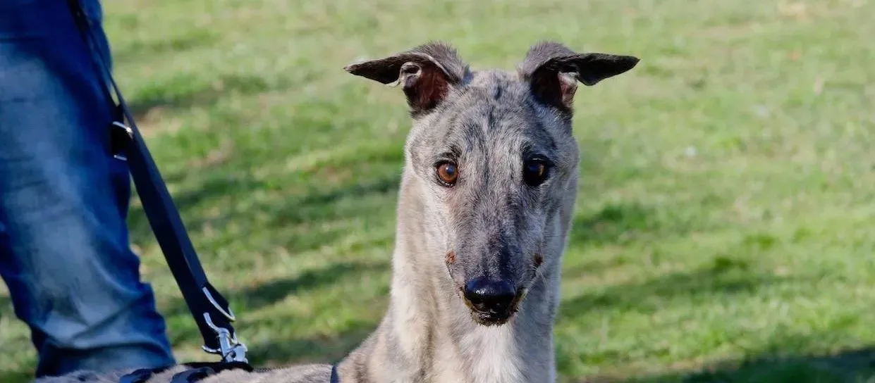 surf comet adozione greyhound macao 17 e1552685337997