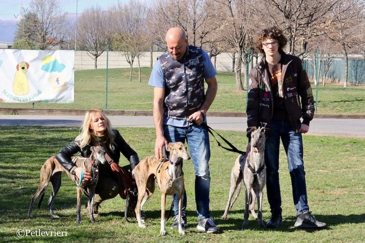 surf comet adozione greyhound macao 18