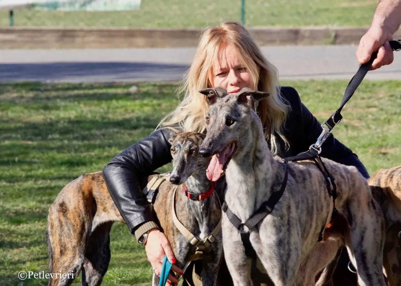 surf comet adozione greyhound macao 19